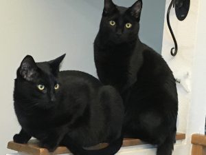 Black cats